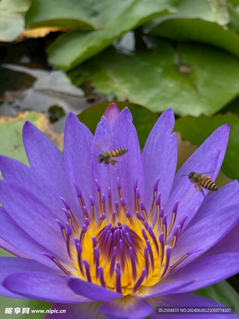 蜜蜂