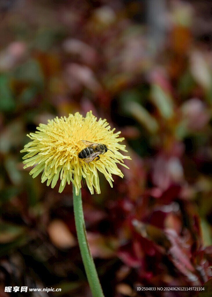 蜜蜂