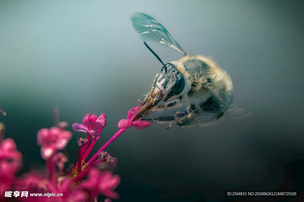 蜜蜂