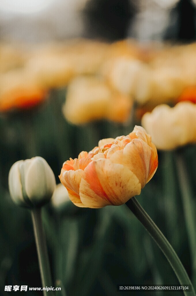 鲜花特写图片