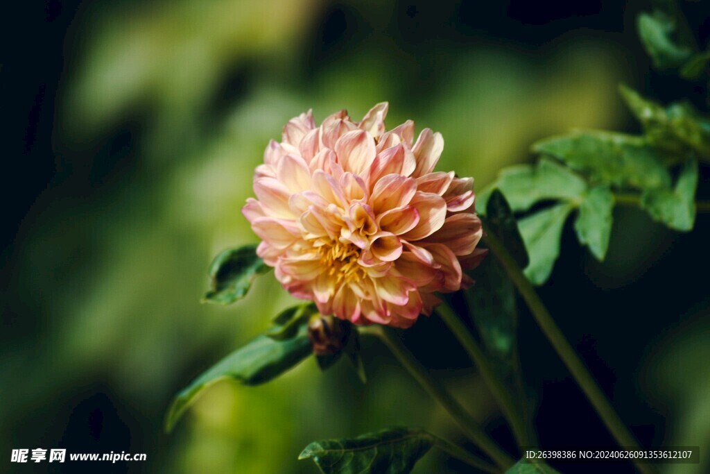鲜花美景特写图片