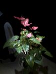 花花