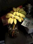 香蕉