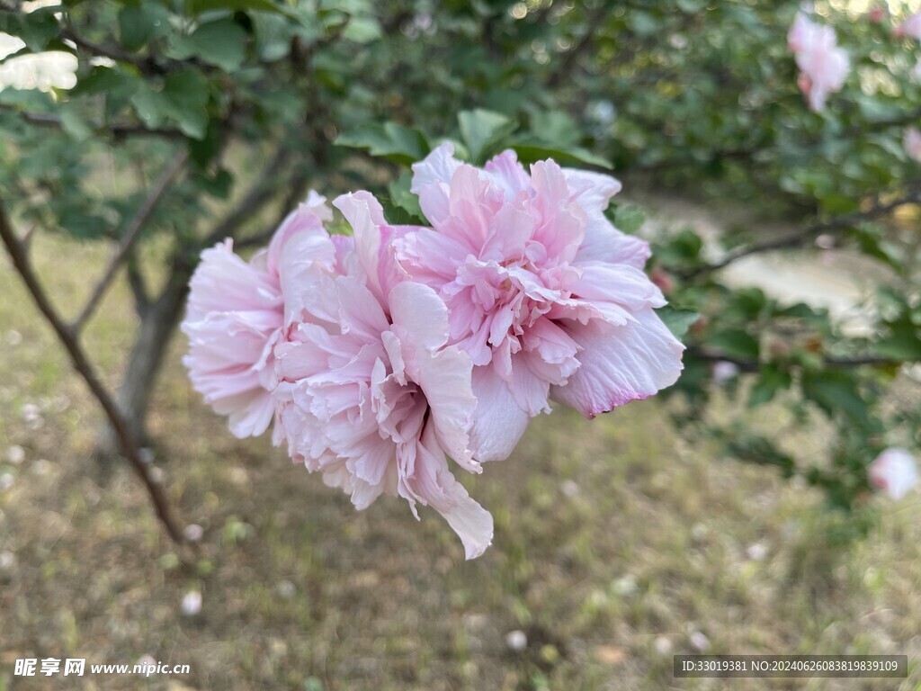 浅粉木槿花