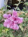 木槿花