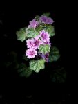 锦葵花