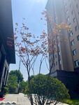 枫树