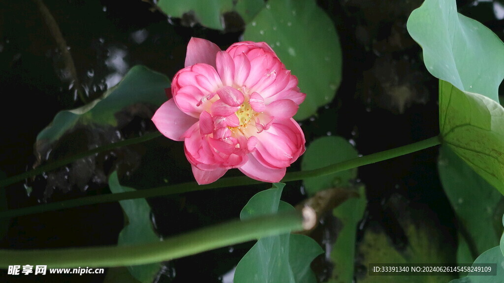 荷花