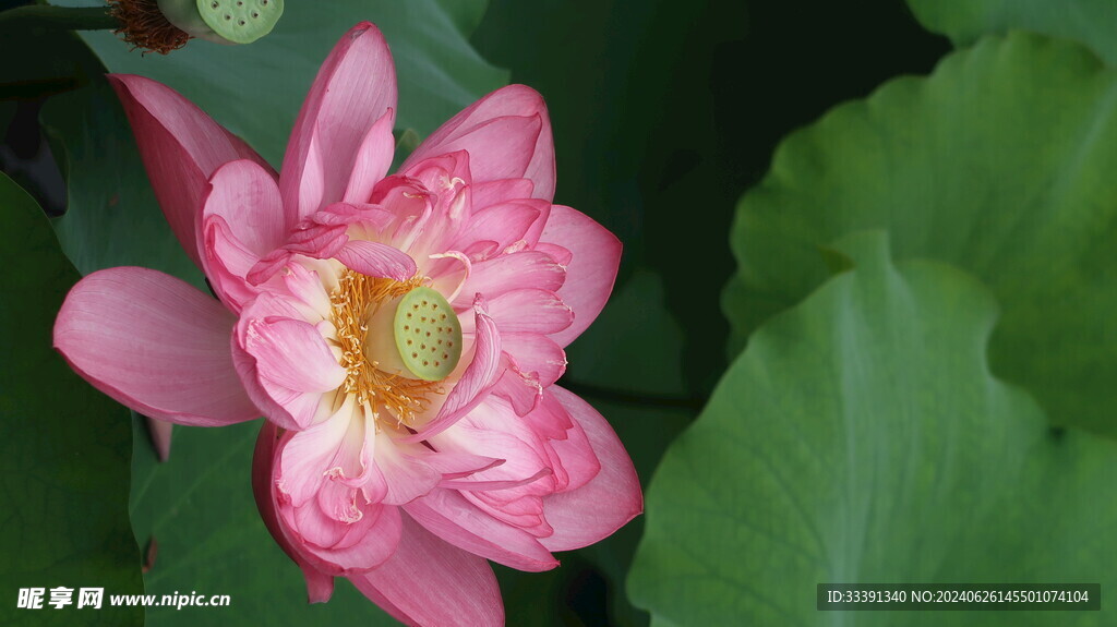 荷花