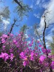 杜鹃花