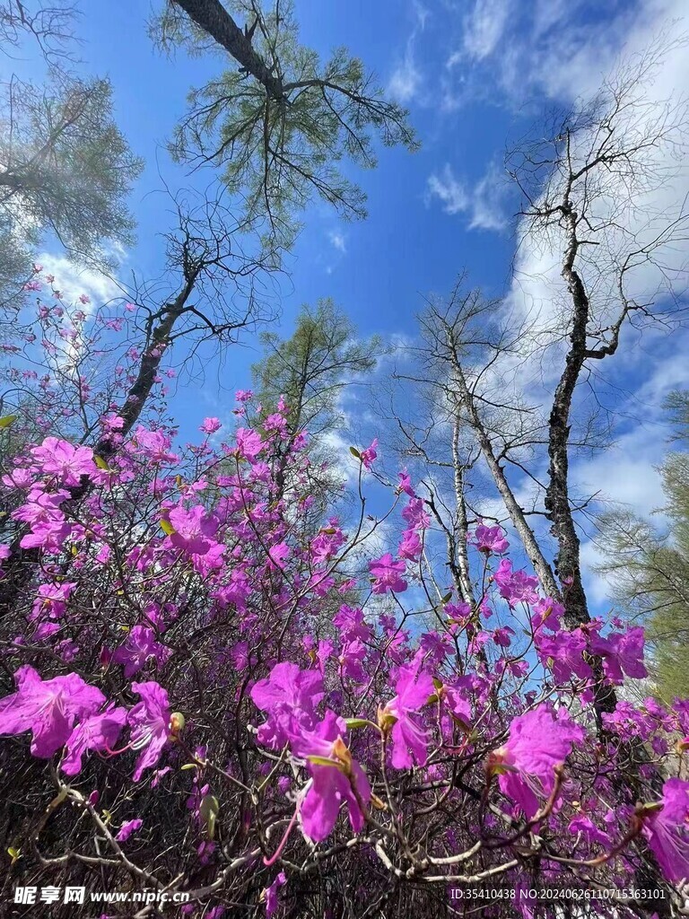 杜鹃花