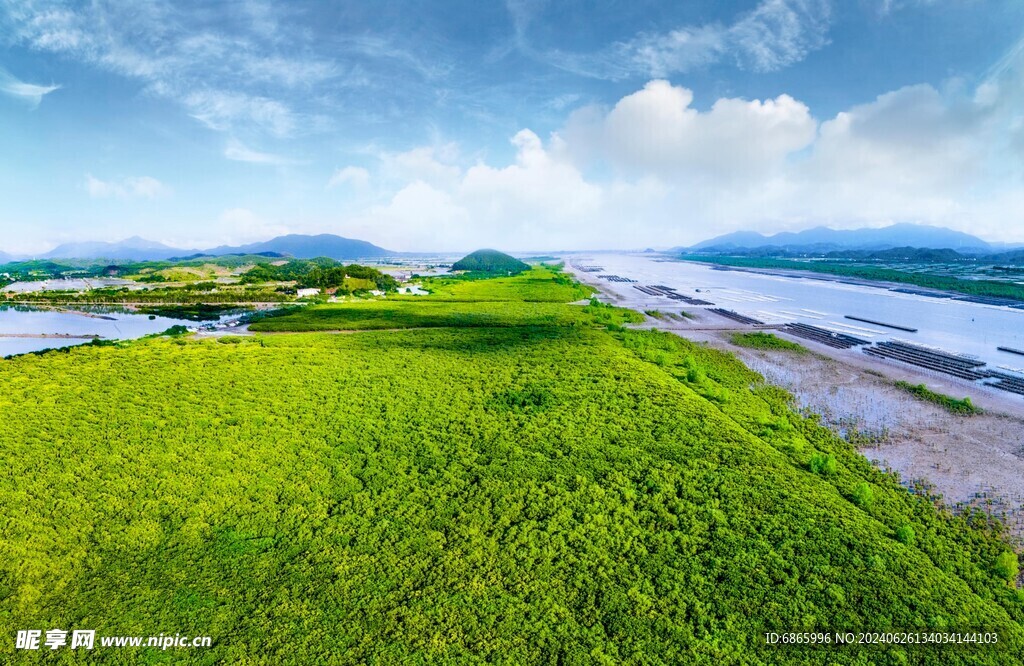 红树林湿地