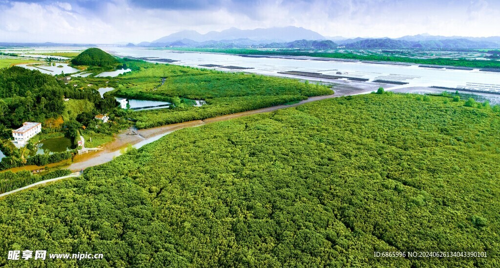 红树林湿地