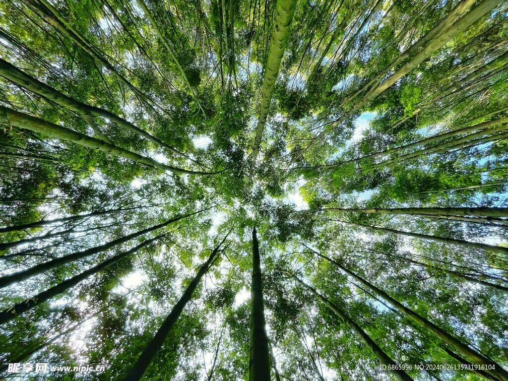红锥林