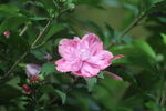 木槿
