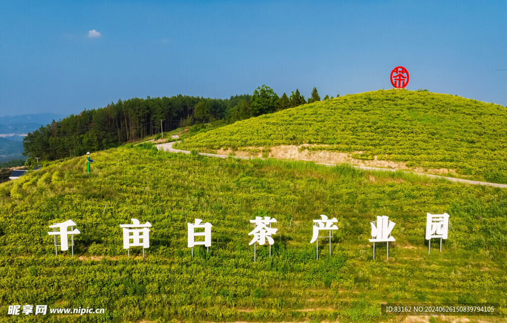 茶叶