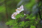 粉色鸡尾花