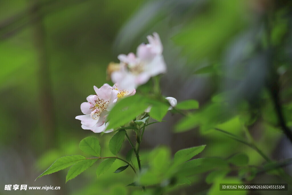 粉色鸡尾花