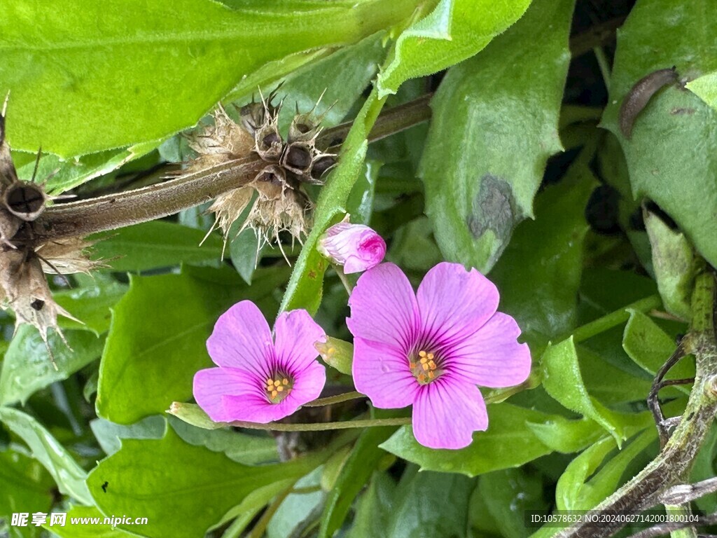 粉色小花