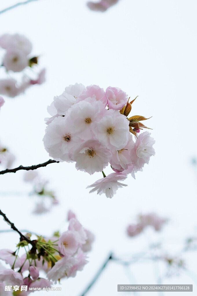 樱花
