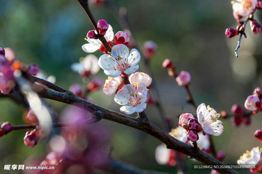 樱花