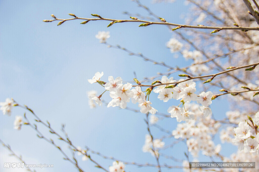 樱花