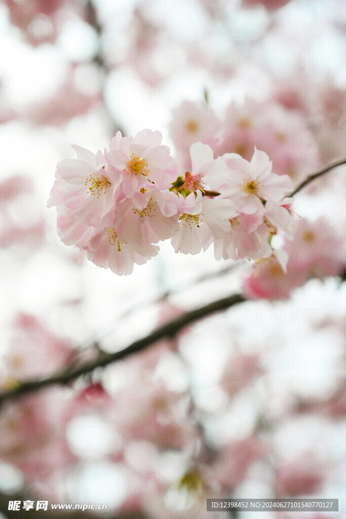 樱花