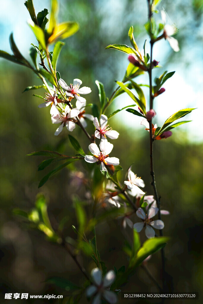 樱花