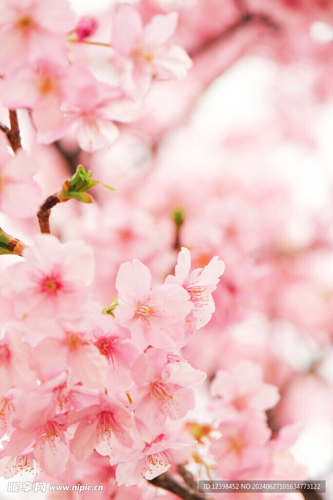 樱花
