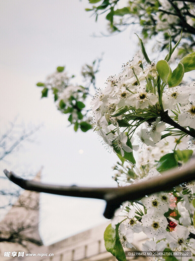 美丽樱花