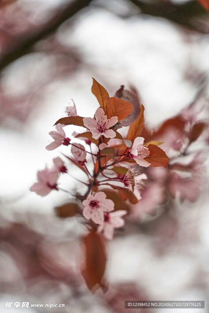 樱花
