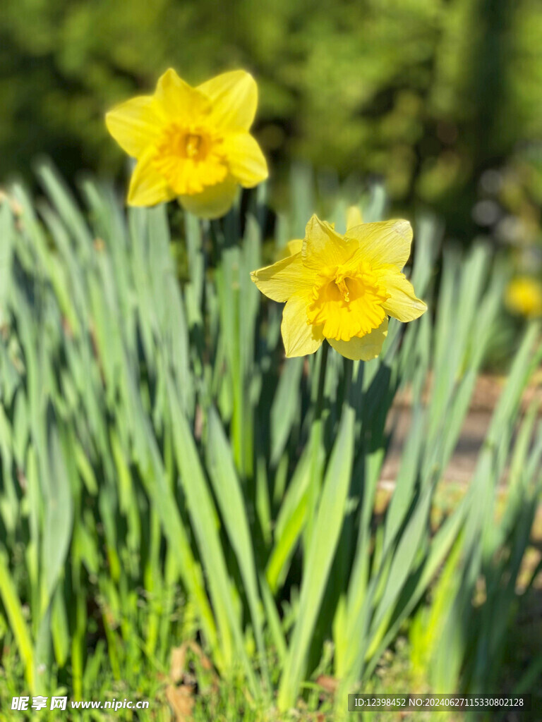 水仙花