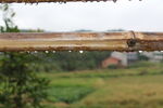 雨后竹子