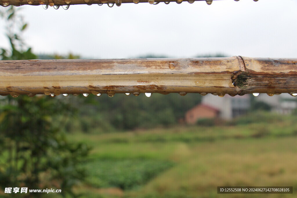 雨后竹子