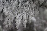 雪松