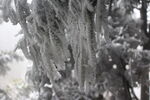 雪松