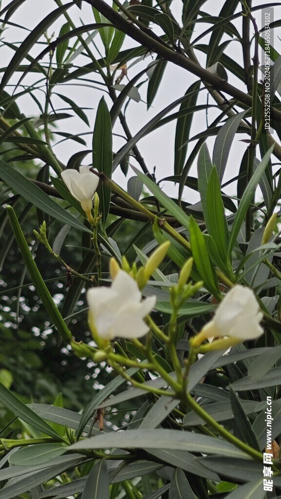 栀子花