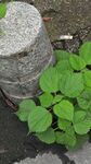野草
