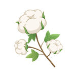 农作物棉花