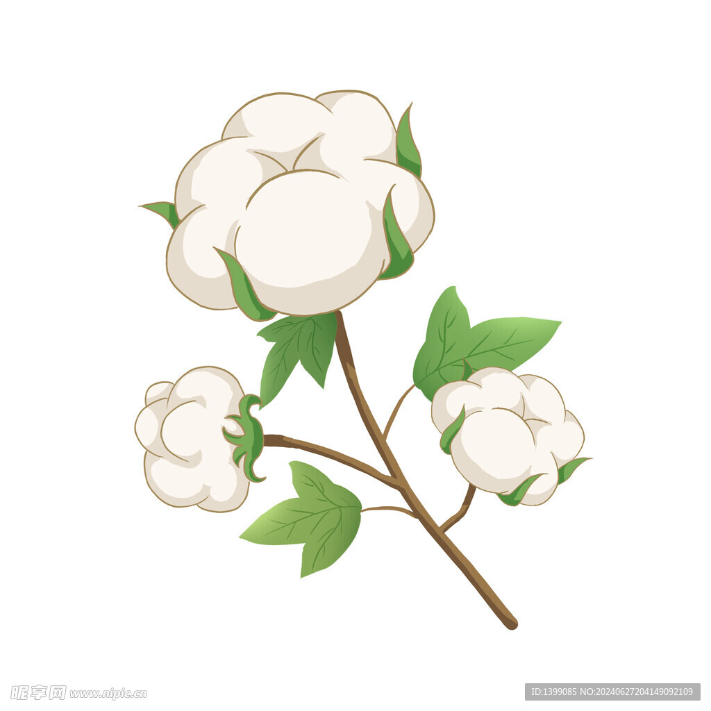 农作物棉花