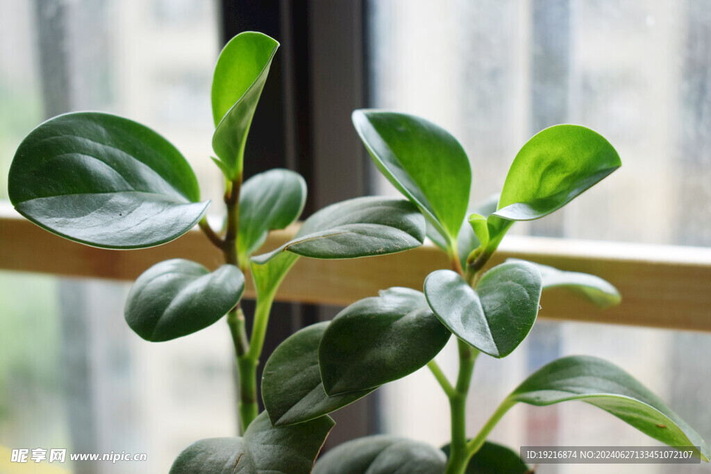 植物