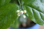 茉莉花苞