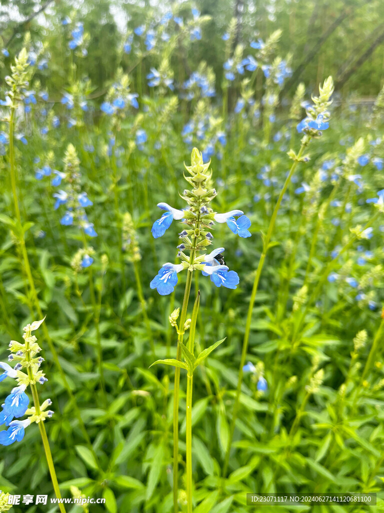 天蓝鼠尾草