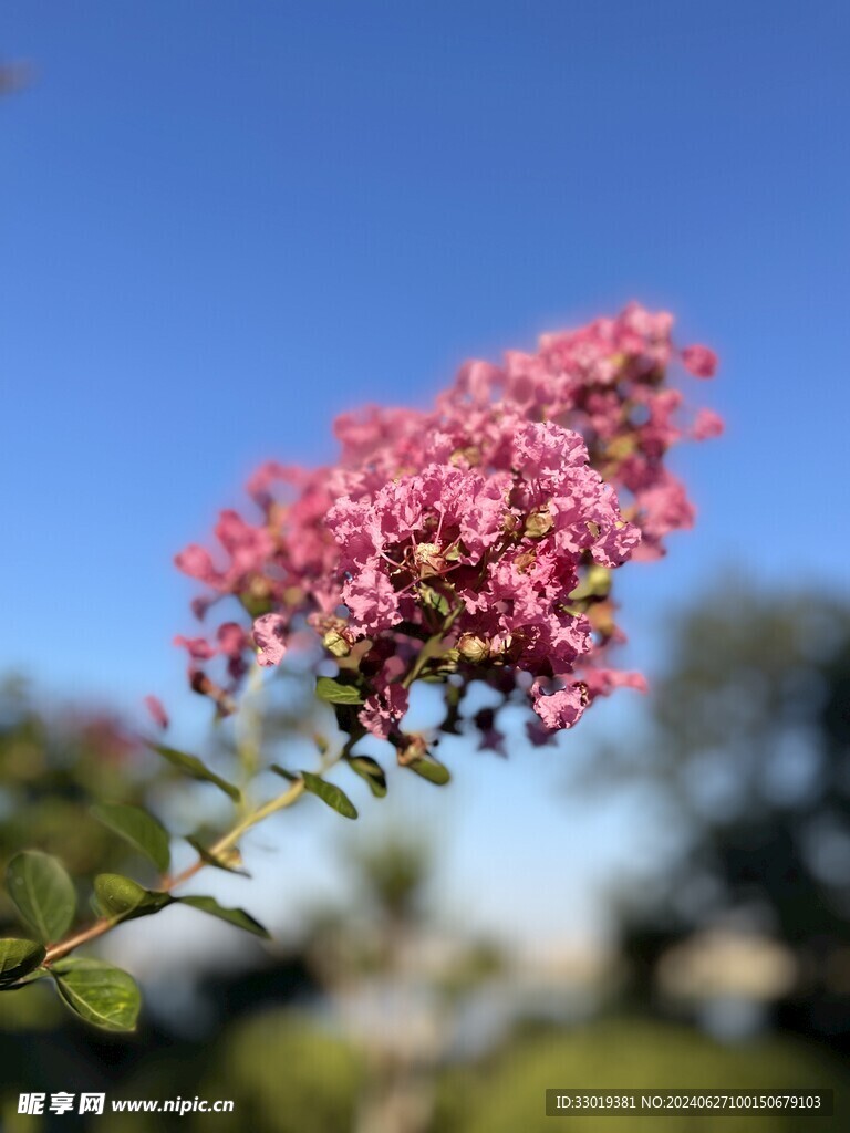 盛开紫薇花