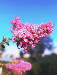 粉红色紫薇花