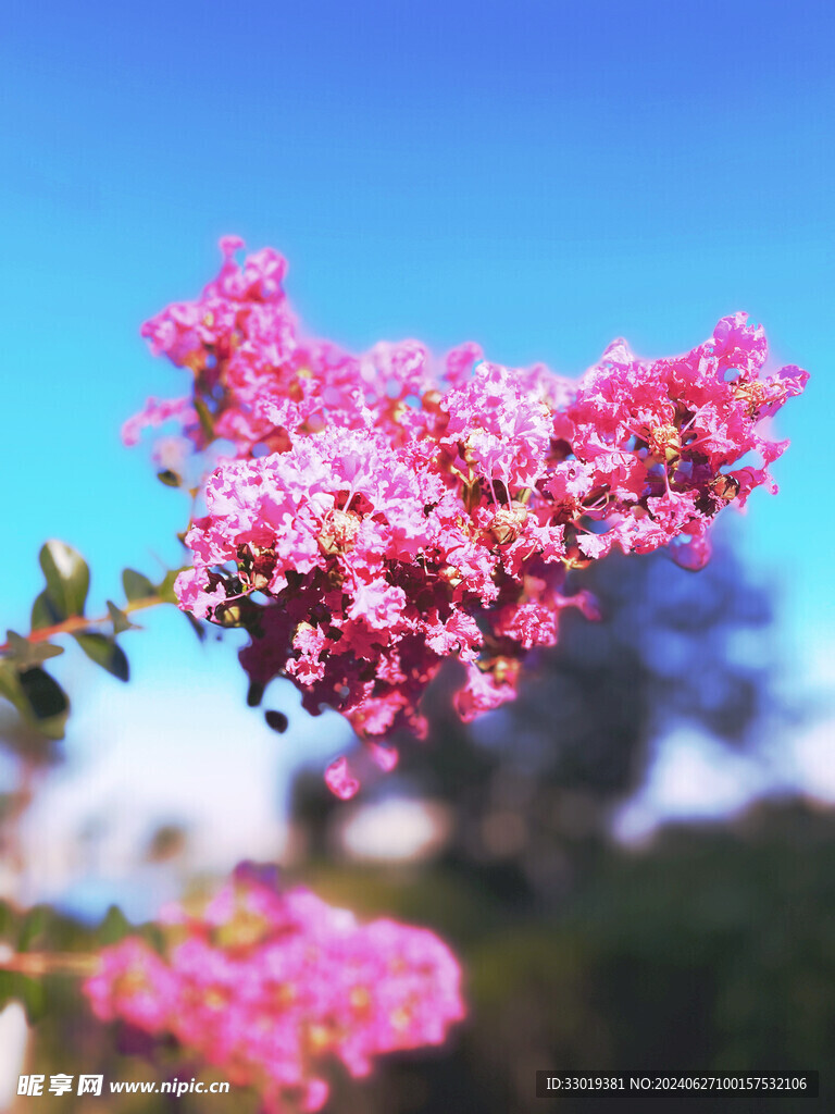 粉红色紫薇花