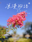 粉色紫薇花