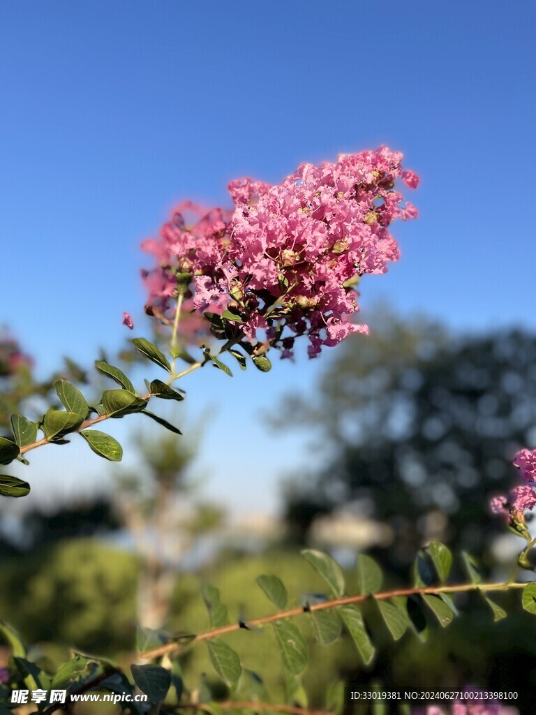 紫薇花粉色