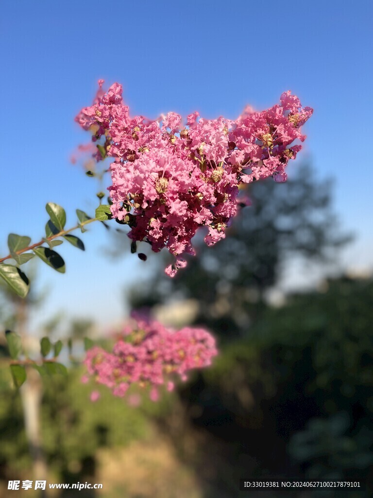 紫薇花