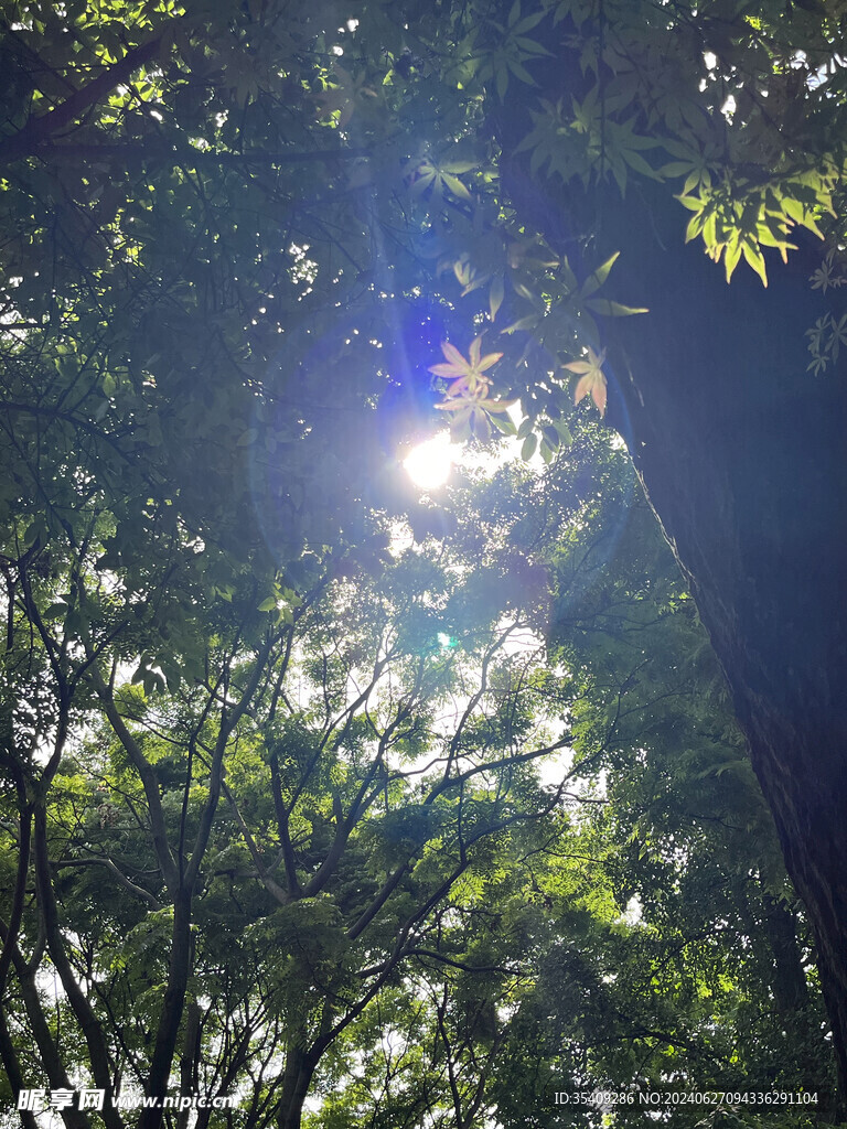 森林和阳光